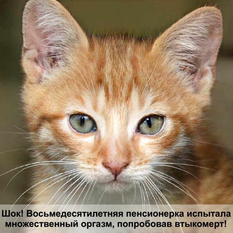 самая большая дом кошка