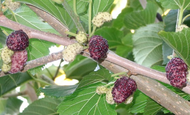 OT: What are the best tasting Mulberry Varieties out of the Morus Alba ...