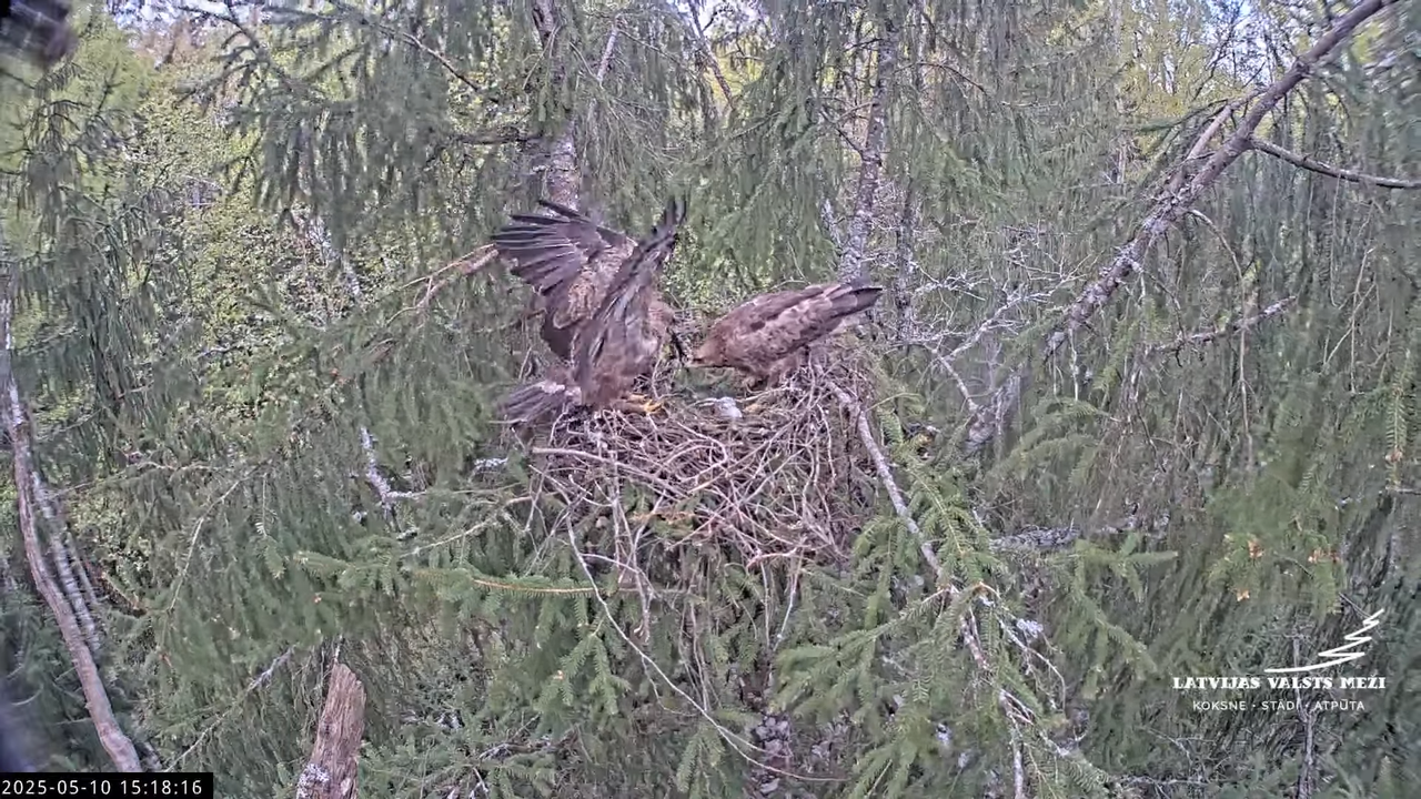 LVM mazais ērglis Lisiņa, egle2 – Lesser Spotted Eagle 13-24-26 screenshot