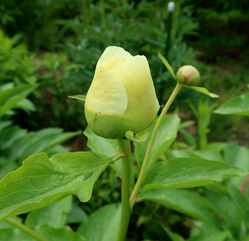 114 Пион Roy Persons Best Yellow