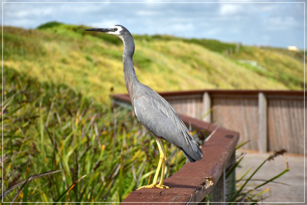 Great Ocean Road - Australia (I): toma de contacto (61)