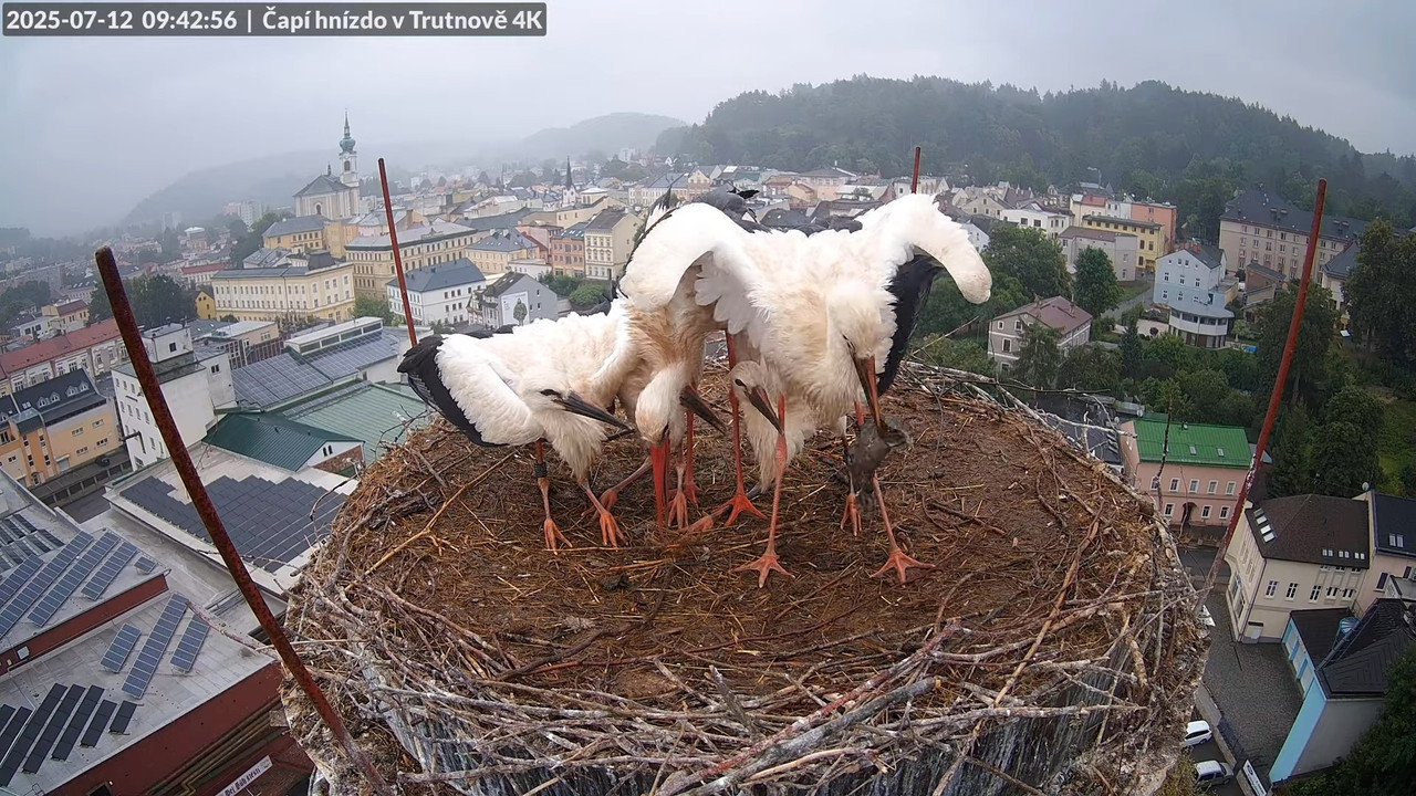 Tiešraide no stārķa ligzdas uz alus darītavas skursteņa Trutnovā 10-53-2 screenshot