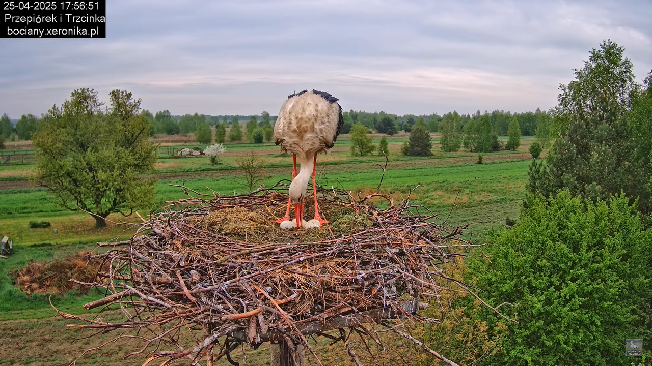 25042025bociany20