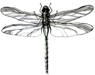 https://i.postimg.cc/zXDCN4nc/dragonfly.png