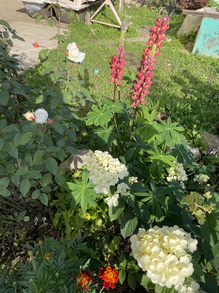 https://i.postimg.cc/zXDs7ffK/IMG-0393.jpg