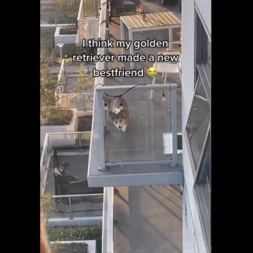 En TikTok, estos peludos amigos se robaron el corazón de millones