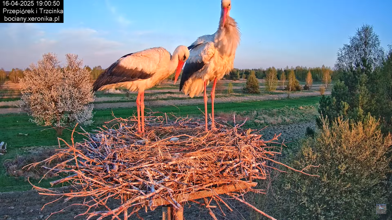 1642025bociany15