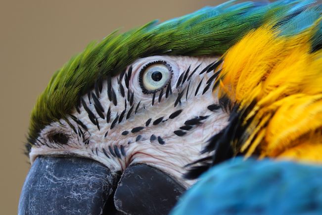 Macaws Lifespan in wild