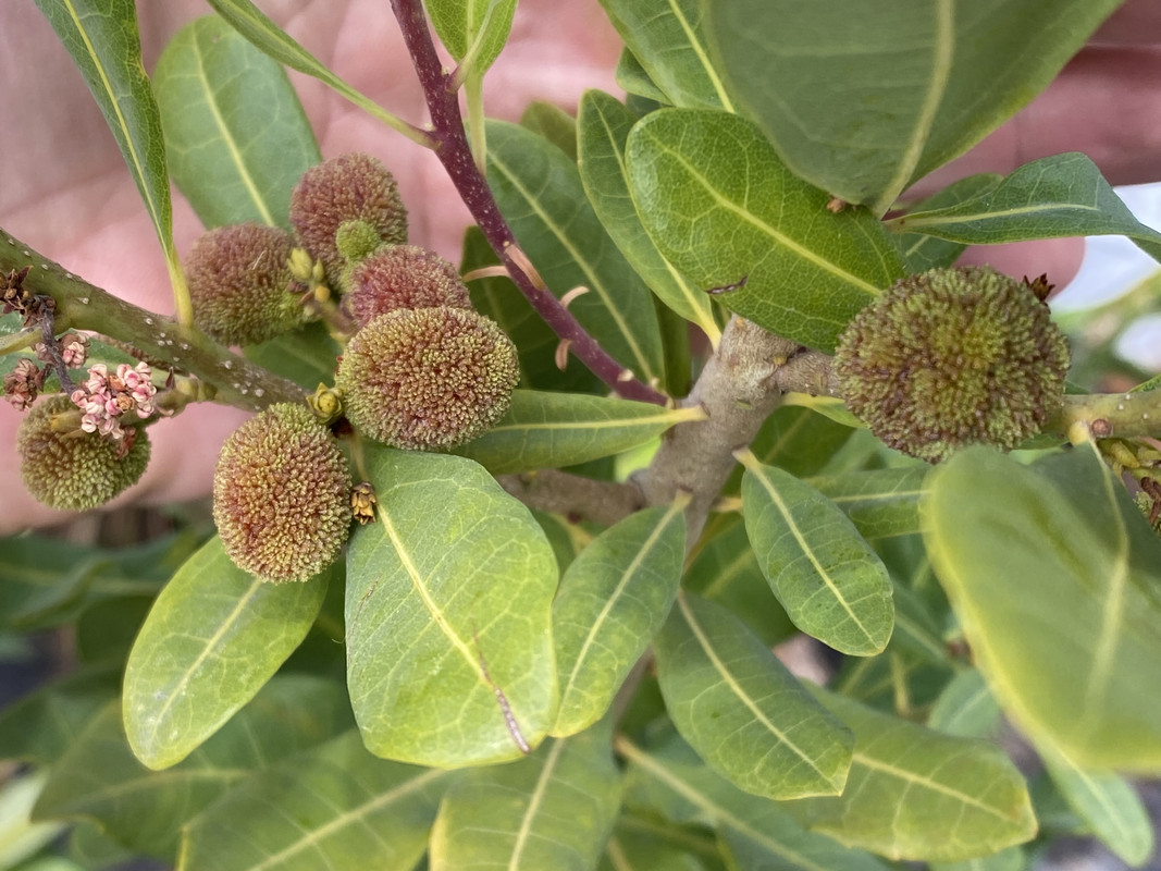 IMG_6603