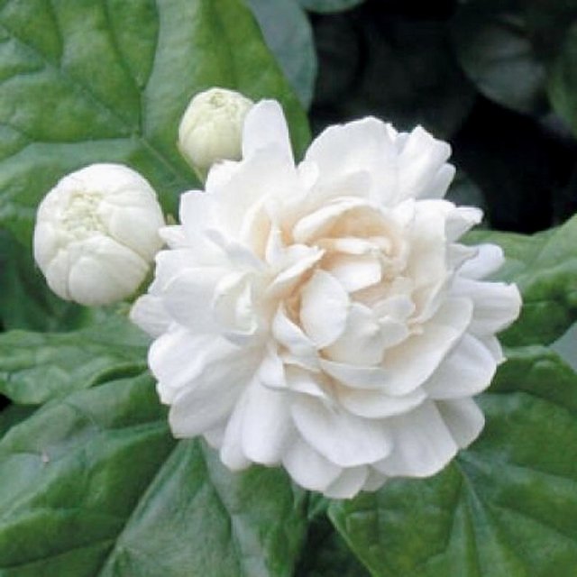 [Image: F166-A3-A8-00-FE-45-CA-A23-A-B8404-B59-CD38.jpg]