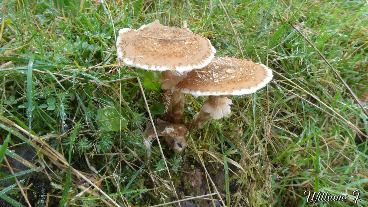zn) Armillaire d'Ostoya (Armillaria ostoyae)