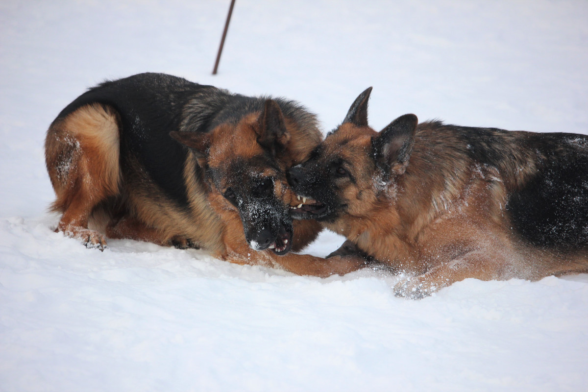 IMG 2157 — Postimages