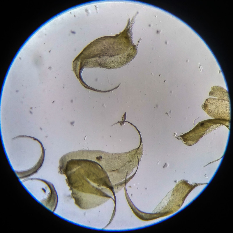 IMG 20250614 203223 HDR