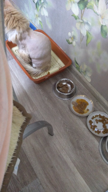 сидит в лотке