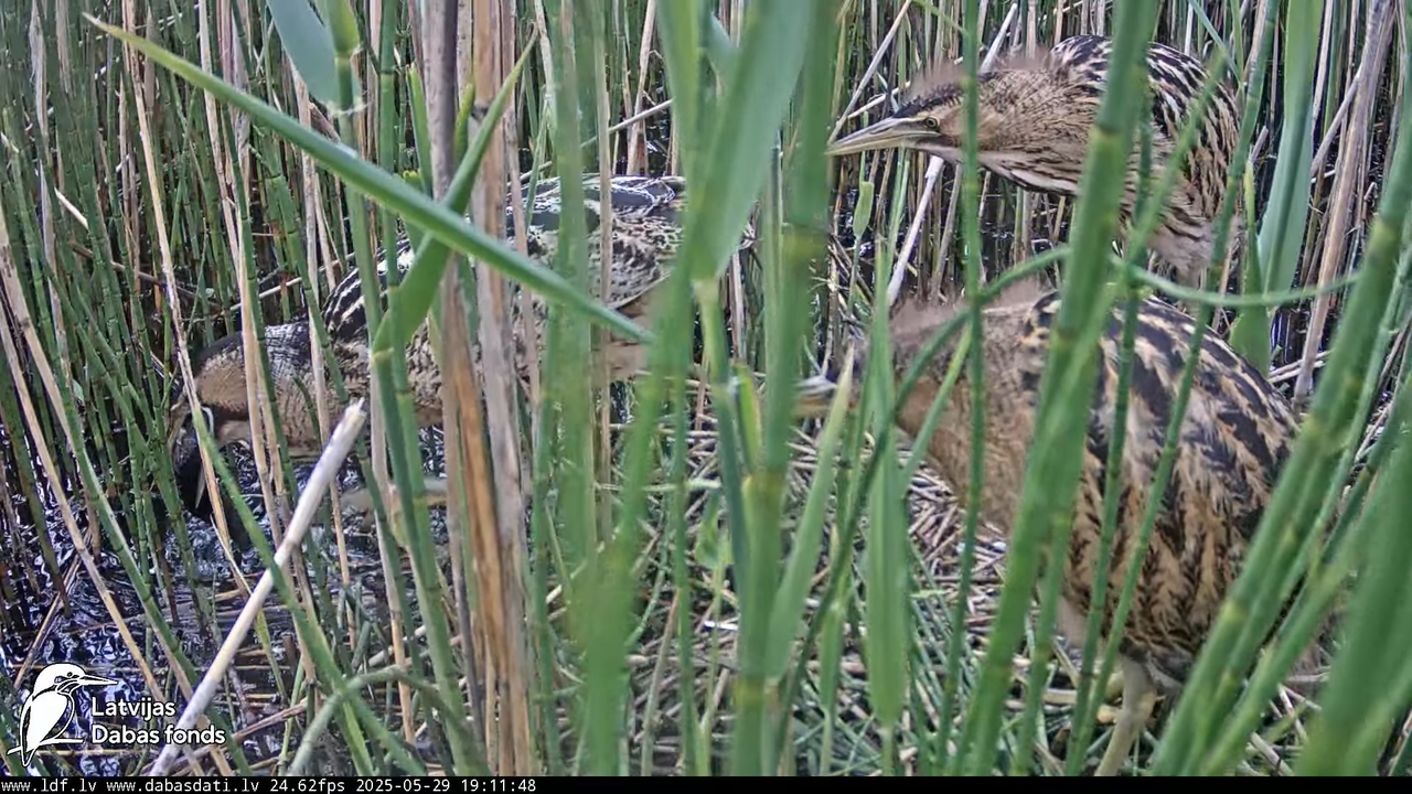LDF Lielais dumpis (Botaurus stellaris) Zemītes pagastā 12-58-13 screenshot