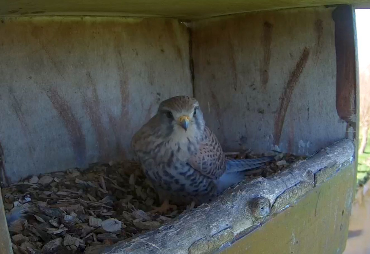 TV NKL 2 TV op rand slank dikker gebandeerd
