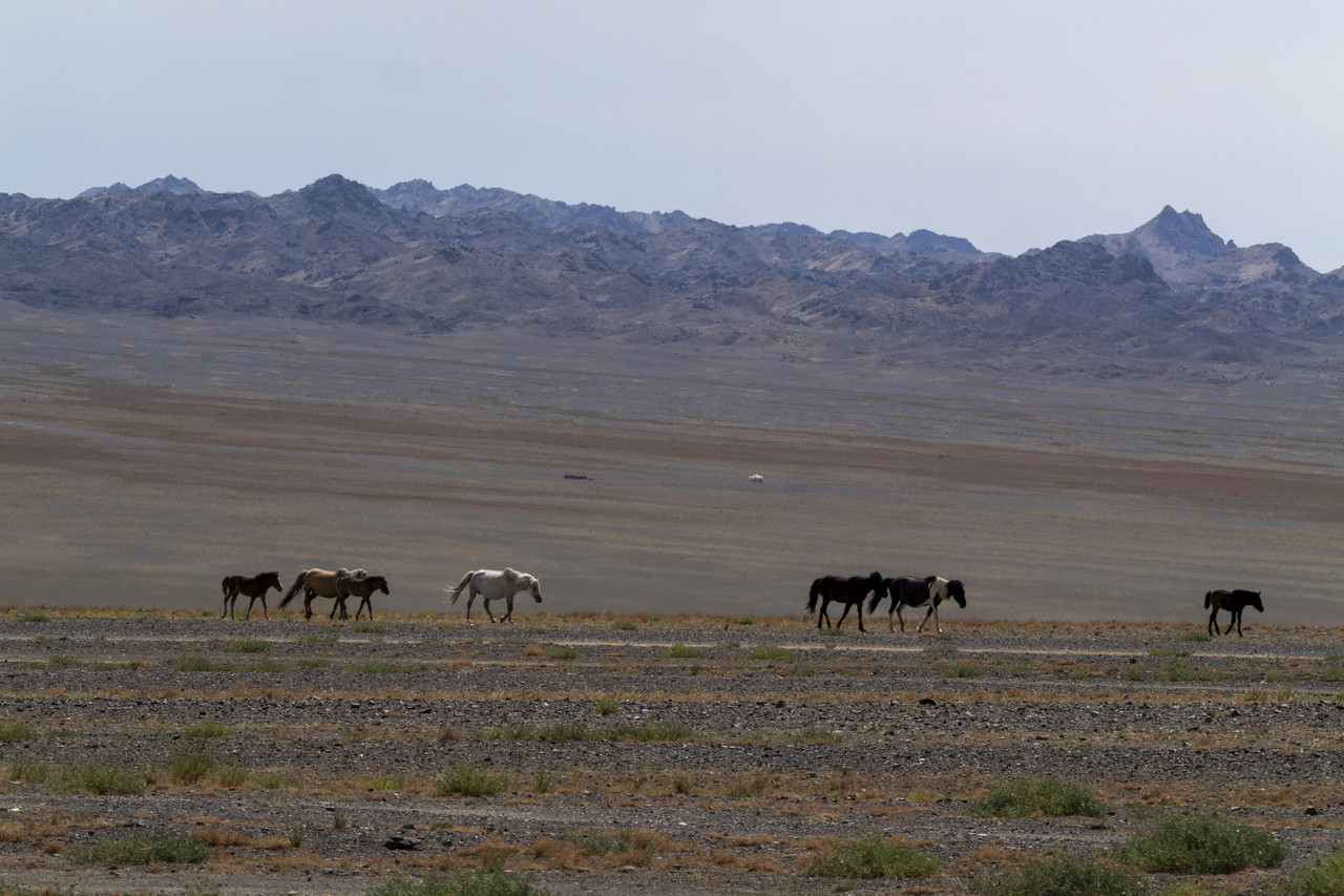 Día 7: Gobi III - De Moscú a Pekín: Mongolia (2)