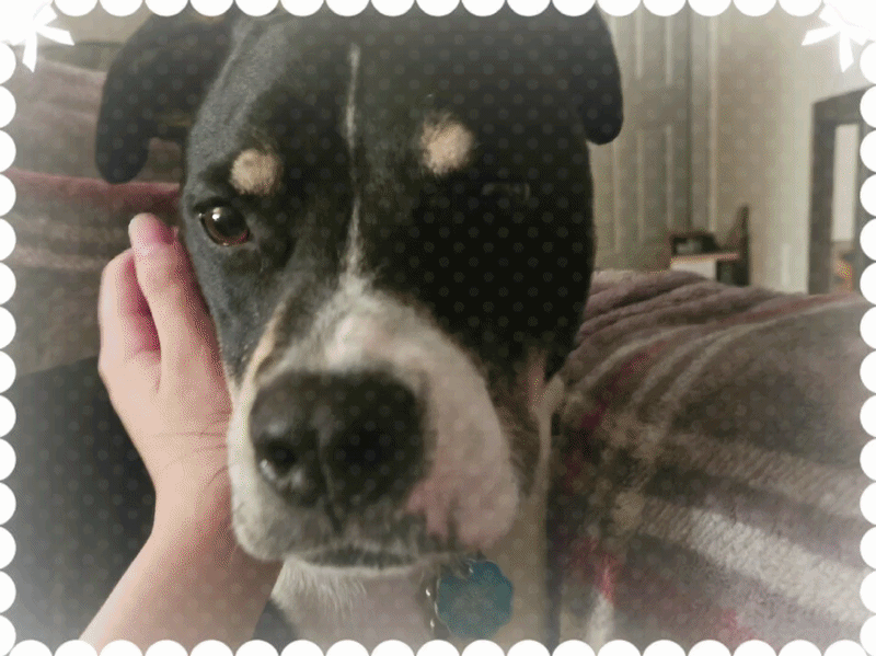 my puppy boy