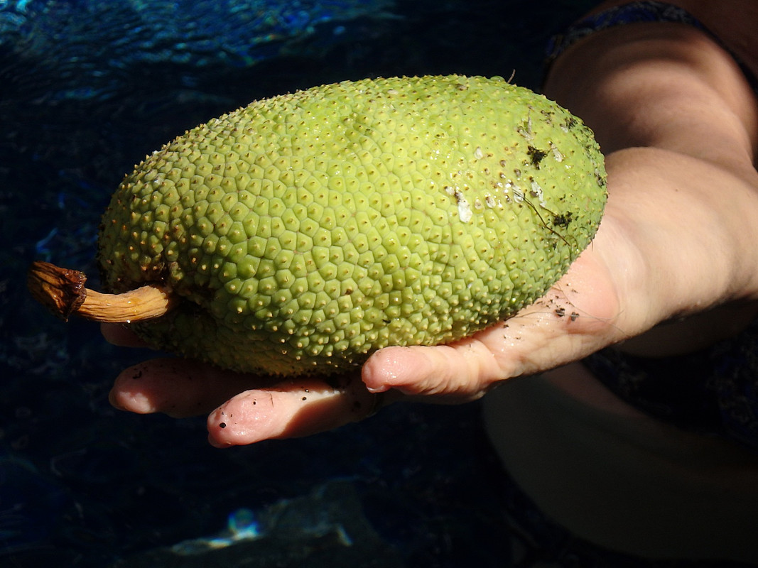 jackfruit2