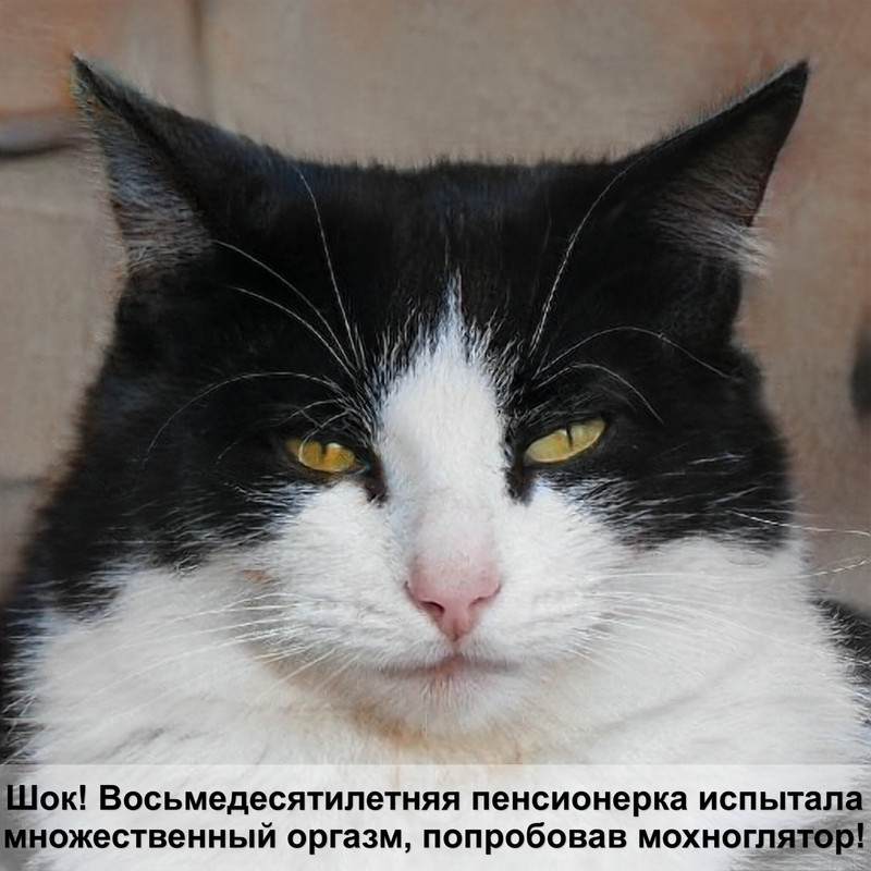 дымный окрас кошек