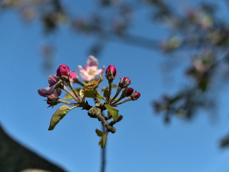 Bourgeons P1020317