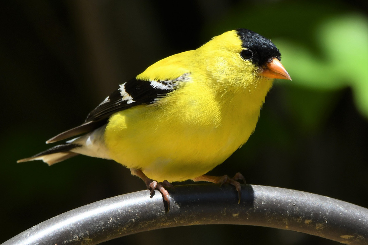 American-goldfinch