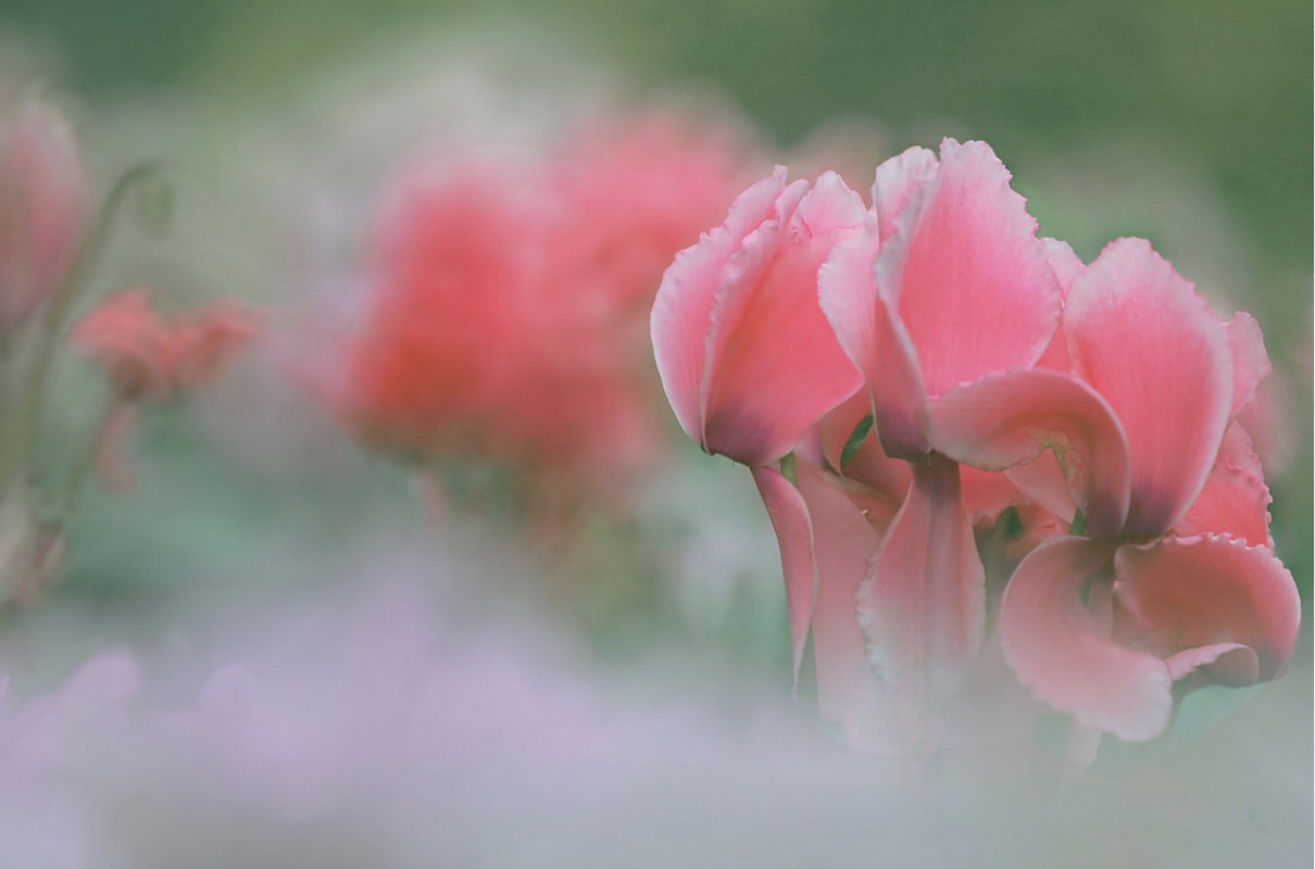 pink-cyclamen-dis.jpg