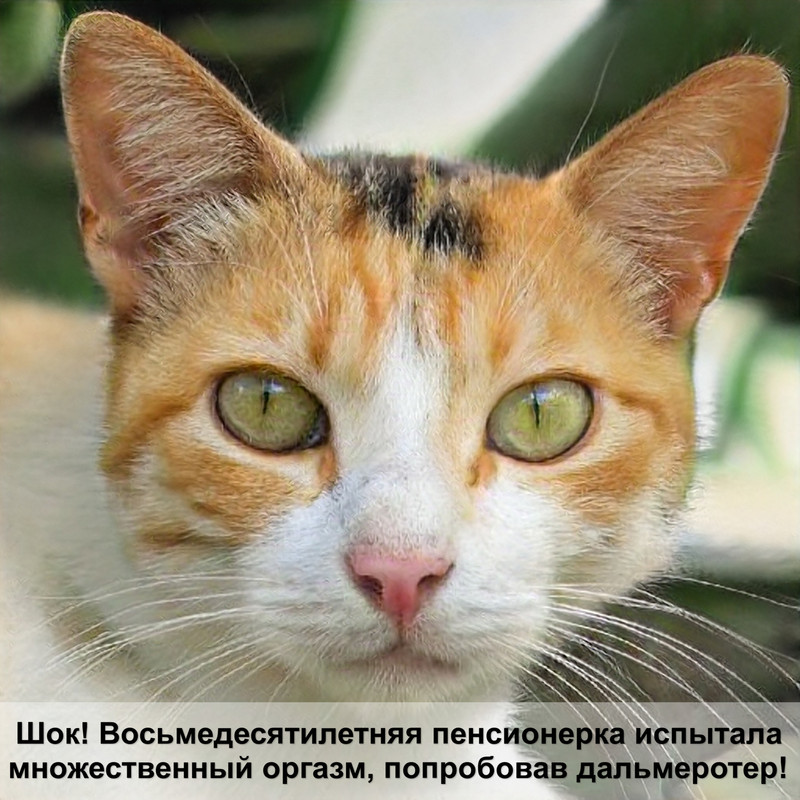 лоток для кошек своими руками