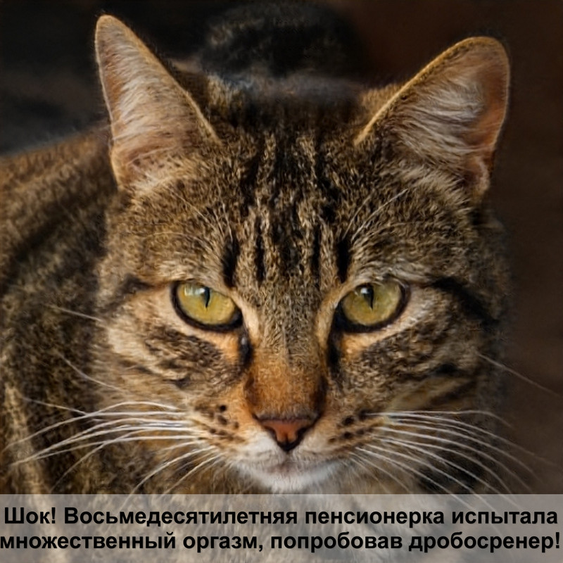 кошки с короткой шерстью