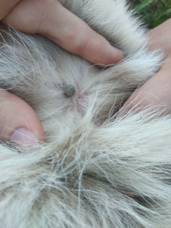 изображение_viber_2020-06-13_00-41-29