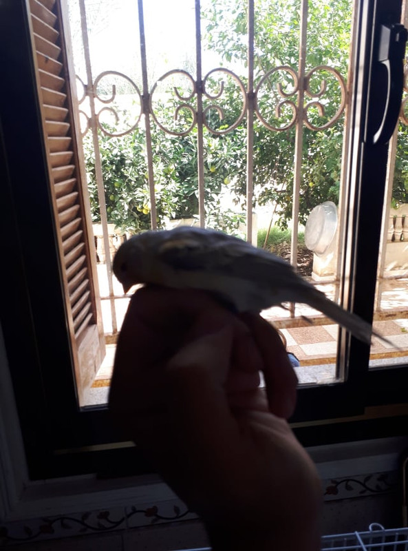 صورة