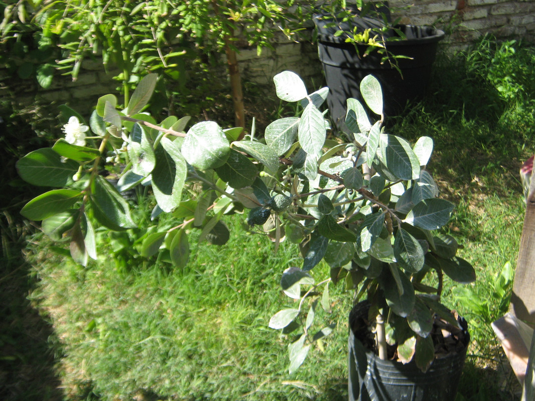 psidium_australe_20160313T114433