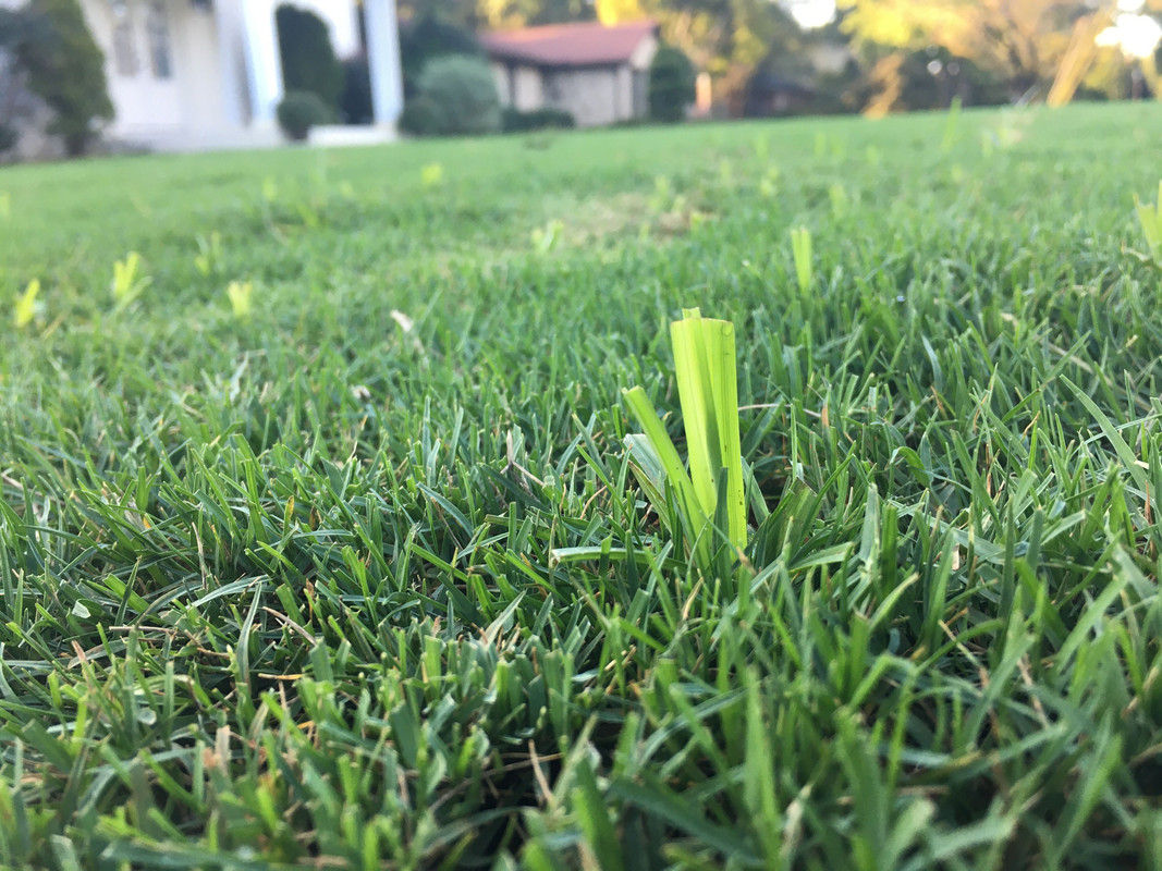 Nutsedge in new Bermuda Lawn Care Forum