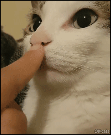 Funny-Cat-GIF-Amazing-cat-mesmerized-by-human-finger-movements-on-his-nose-and-mouth.gif