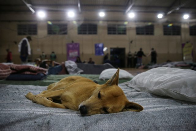 Brasil abre las puertas de un refugio para indigentes y sus mascotas