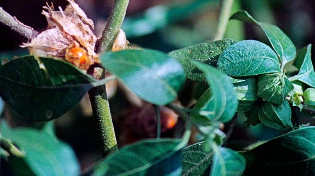 [Image: herbs-anxiety-Getty-Images1337880842-Hea...24x575.jpg]