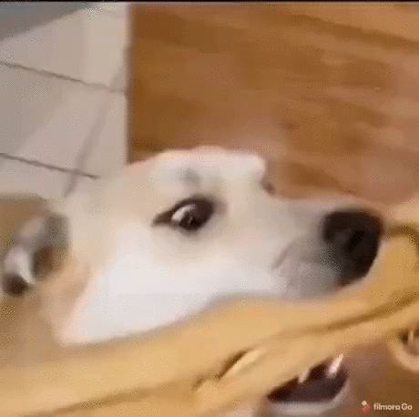 https://i.postimg.cc/zXTBsGxR/1.gif
