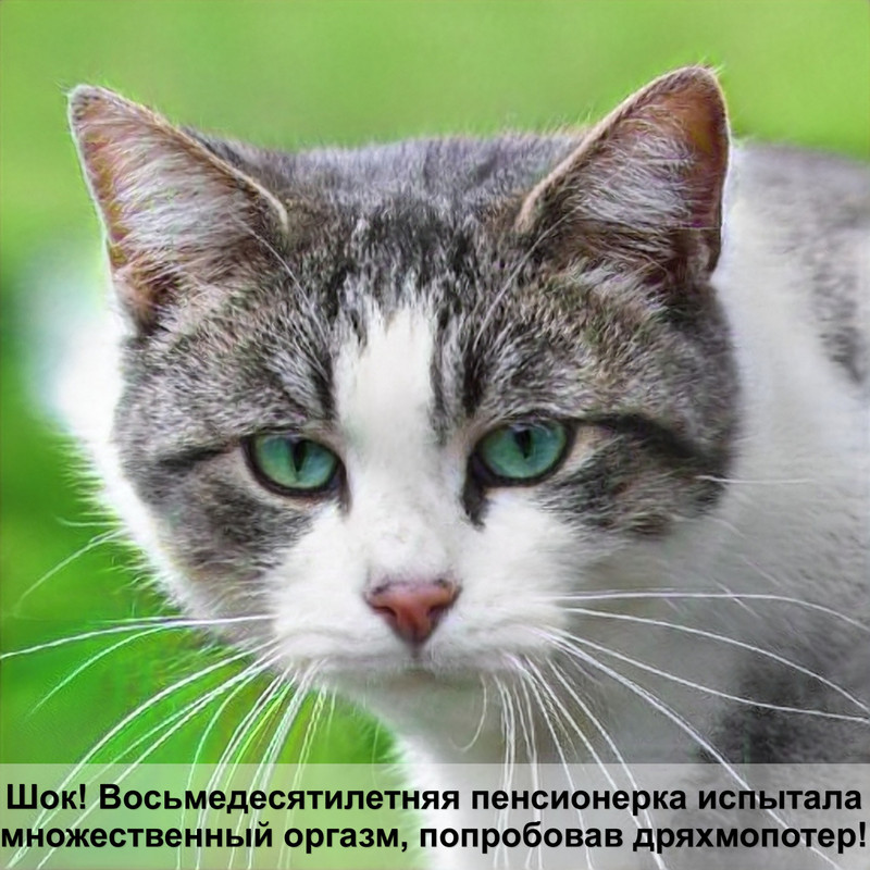 кошки песочного окраса