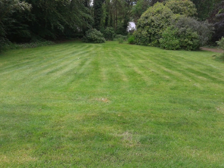 lawn-after.jpg