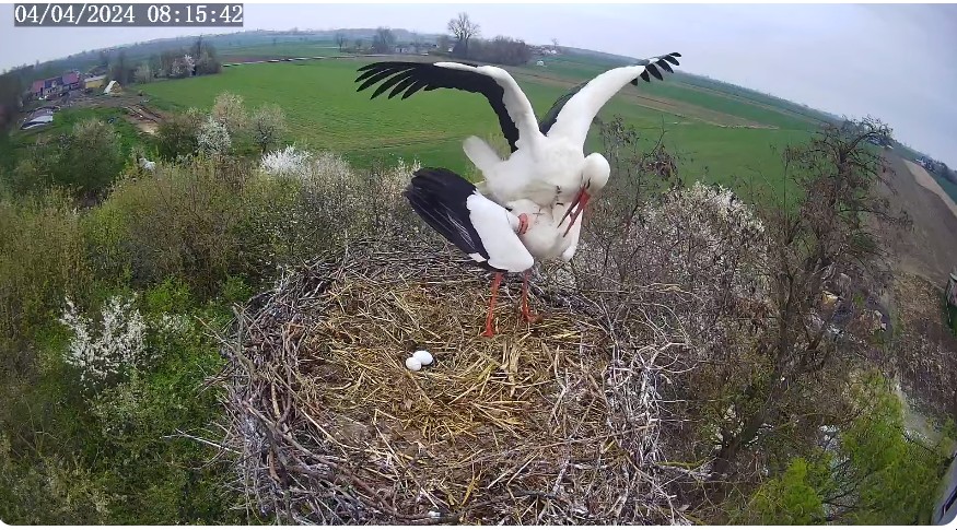 ScreenHunter_517 Apr. 04 17.40