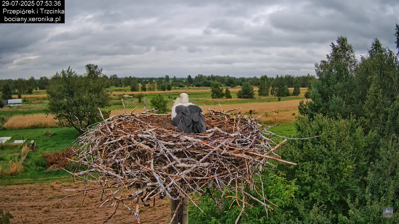 29072025bociany10