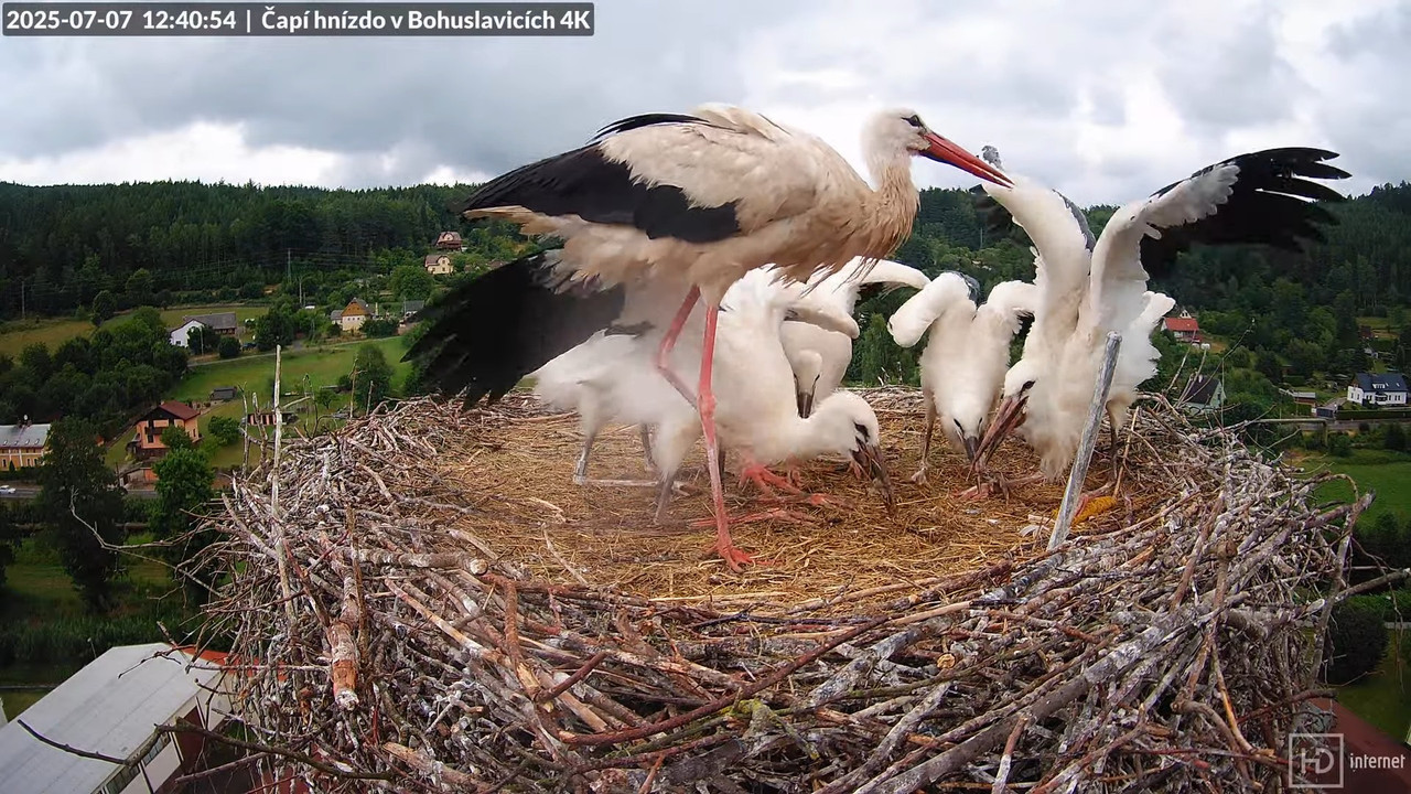Živě z čapího komína firmy KARA v Bohuslavicích u Trutnova 11-13-30 screenshot