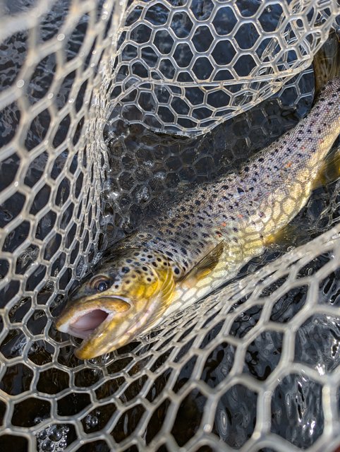 PXL_20250414_183642518