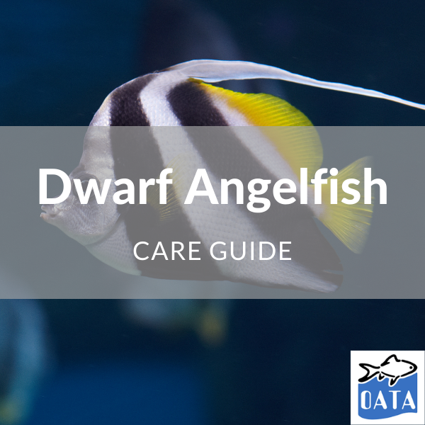 OATA Marine fish guide Dwarf Angelfish - Lincs Aquatics