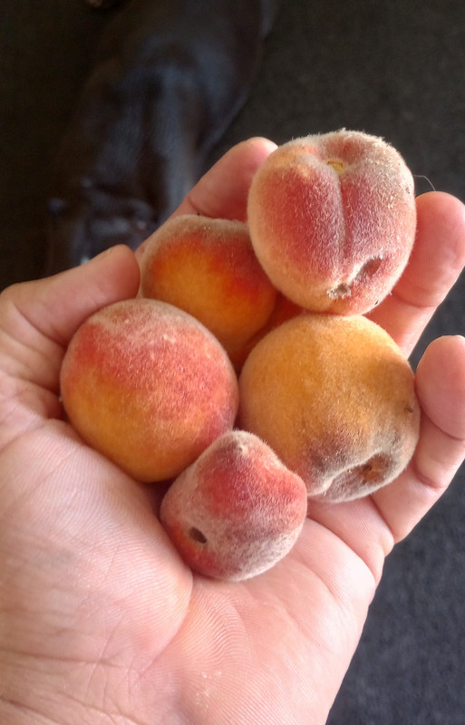Peaches.jpg