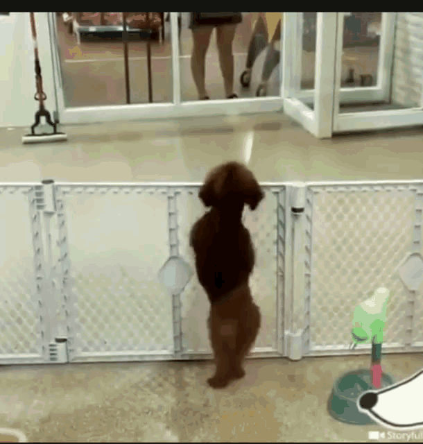perro-feliz-2.gif