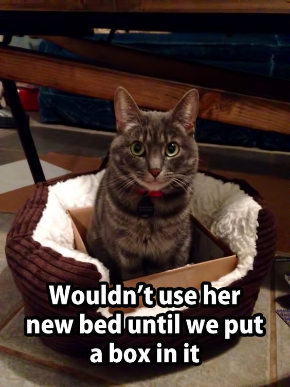 Cat Humor #7