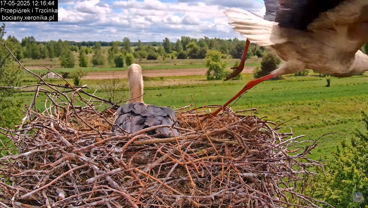 17052025bociany26