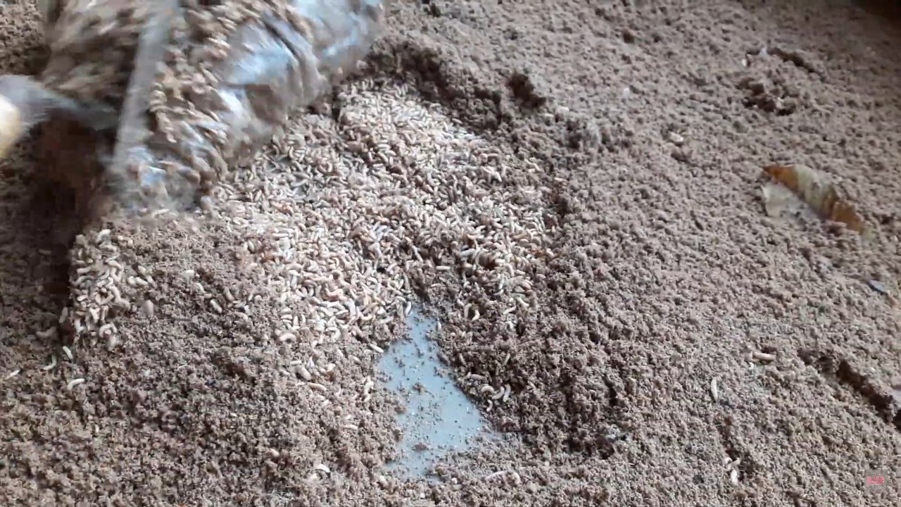 cassava-fed-larvae-15-days.jpg