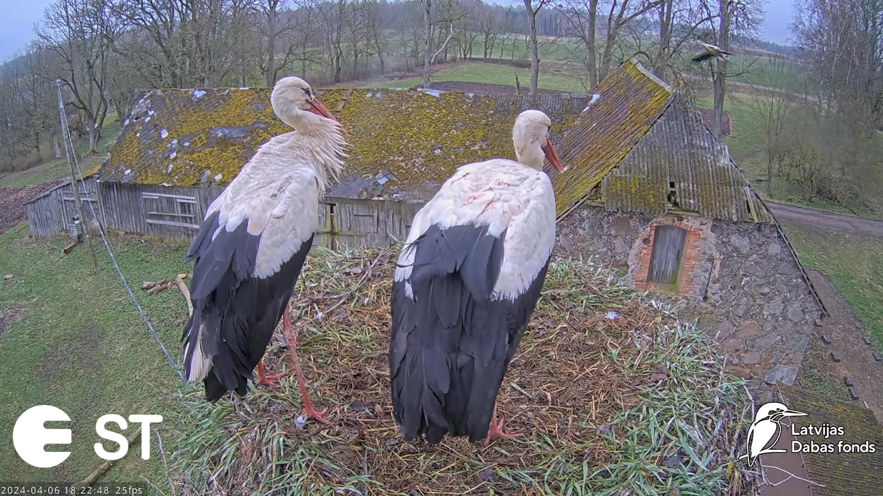 Baltie stārķi (Ciconia ciconia) Tukuma novadā - LDF tiešraide __ White storks in Tukums, Latvia 8-59